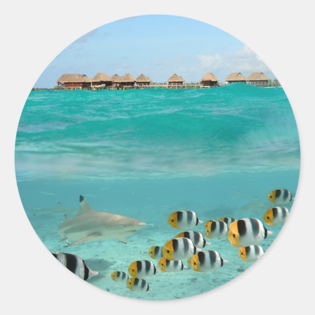 Shark chasing fishes in lagoon round sticker (Front)