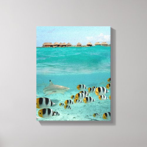 Shark chasing fishes in the Bora Bora lagoon Canvas Print