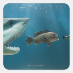 Shark chasing sea bass chasing juvenile square sticker