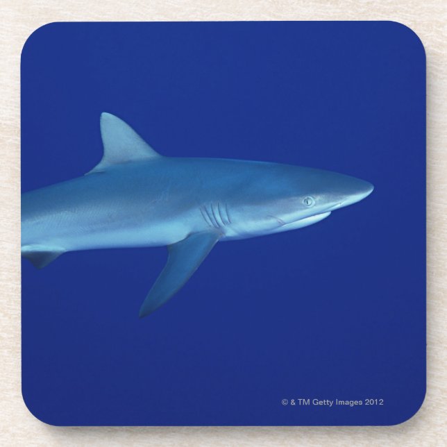 Shark Drink Coaster (Front)