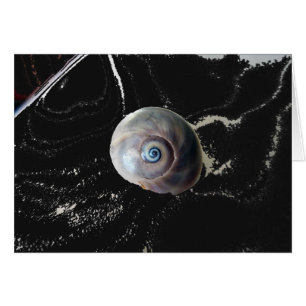 Shark Eye 2 Cards