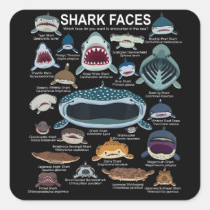 Shark Faces Which Face Do You Want To Encounter Square Sticker