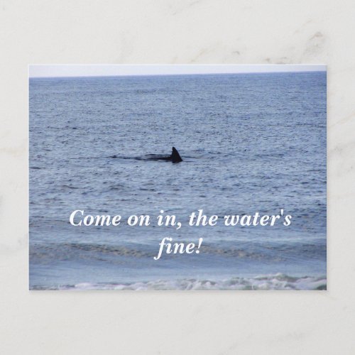 shark fin Postcard