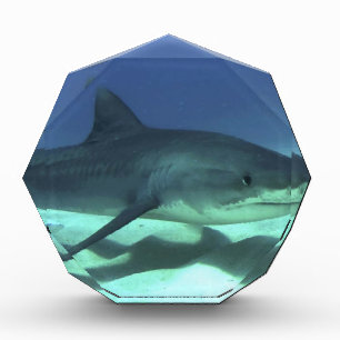Shark Fish Ocean Tropical Ocean Destiny Gifts