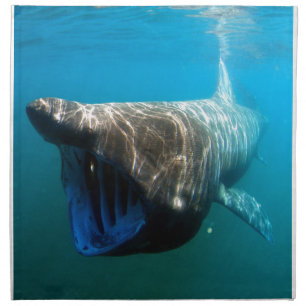 Shark Fish Ocean Tropical Ocean Destiny Gifts Cloth Napkin