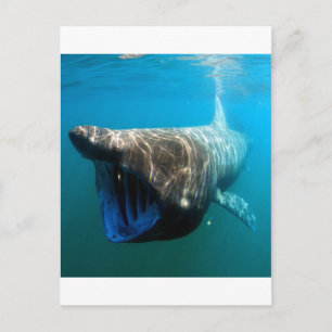 Shark Fish Ocean Tropical Ocean Destiny Gifts Postcard