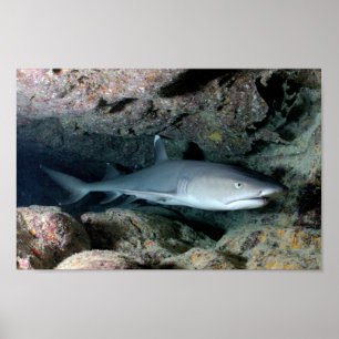 Shark Fish Swim Home Personalize Destiny Destiny'S Poster