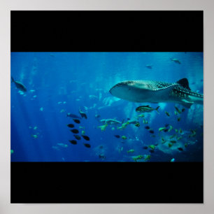 Shark Fish Water Splash Swim Fins Gray Guy Gal Poster