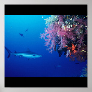 Shark Fish Water Splash Swim Grey Gray Guy Gal Poster