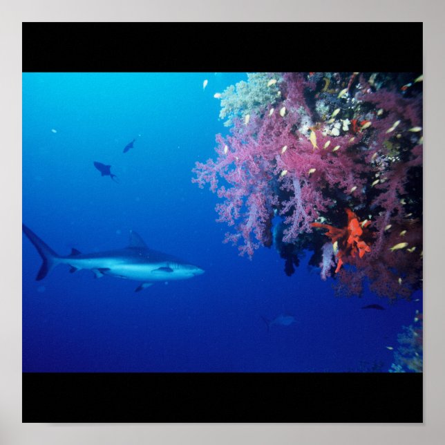 Shark Fish Water Splash Swim Grey Gray Guy Gal Poster (Front)