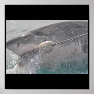 Shark Fish Water Splash Swim Grey Gray Guy Gal Poster