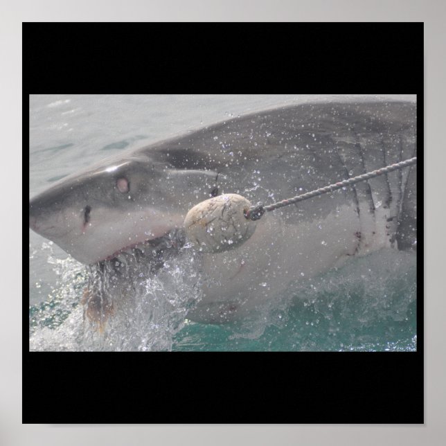 Shark Fish Water Splash Swim Grey Gray Guy Gal Poster (Front)