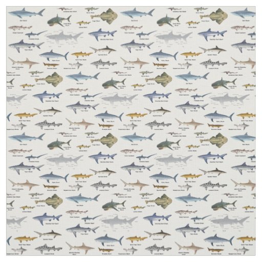 Shark Identification charts labeled Fabric