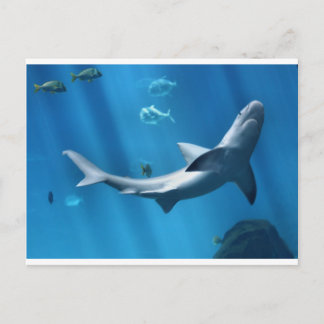 SHARK IN BLUE OCEAN POSTCARD
