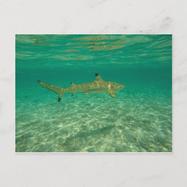 Shark in bora bora postcard (Front)