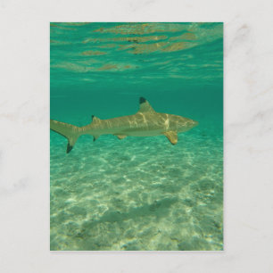 Shark in bora bora postcard