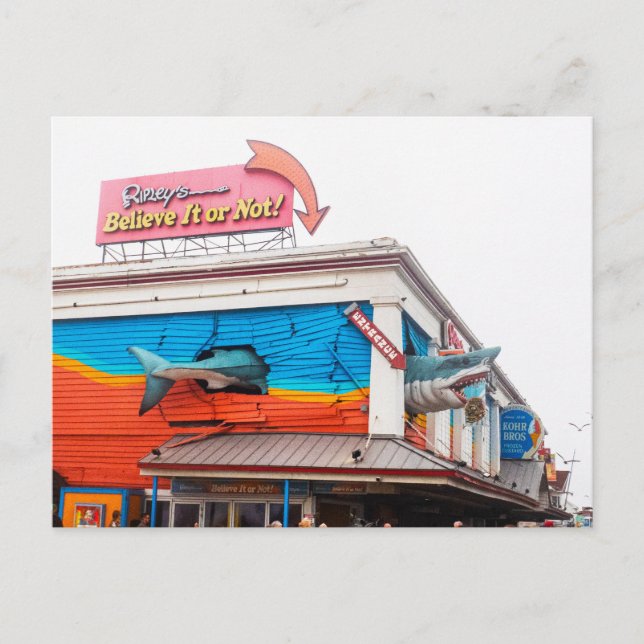 Shark in Ocean city, Maryland, US Holiday Postcard (Front)