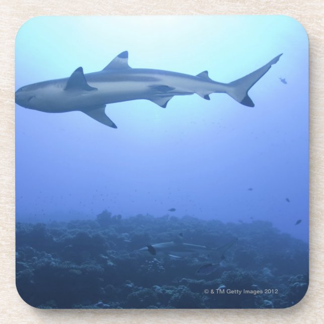 Shark in ocean, low angle view coaster (Front)