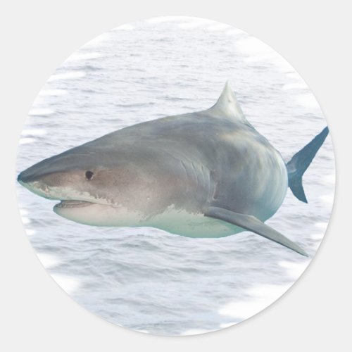 Shark in water classic round sticker