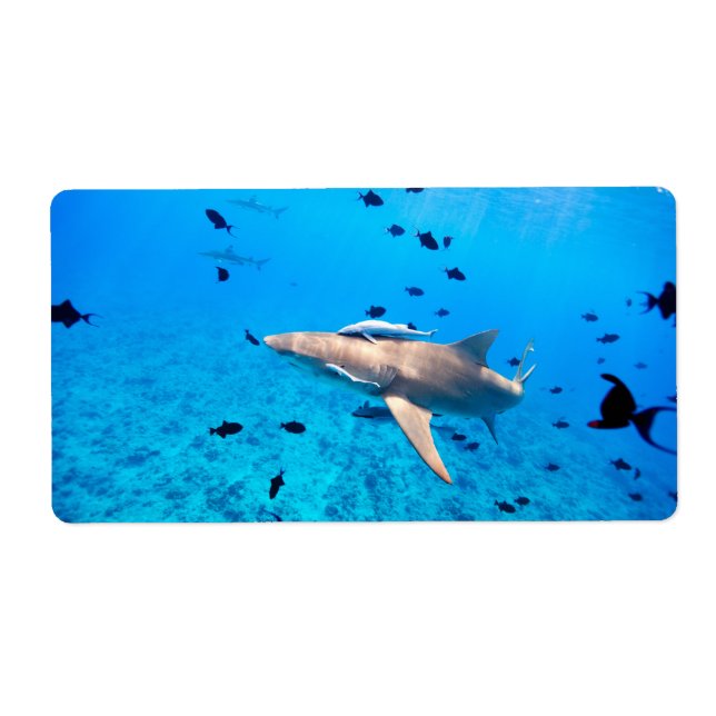 Shark Label (Front)
