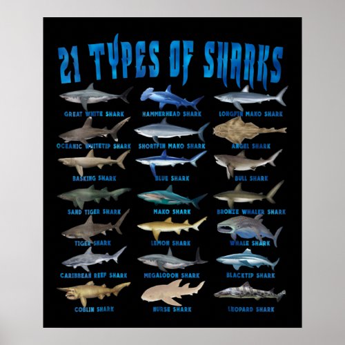 Shark Lovers 21 Types Of Sharks Ocean Animal Poster