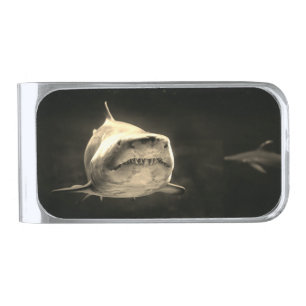 Shark Money Clip