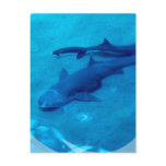Shark Pair Postcard