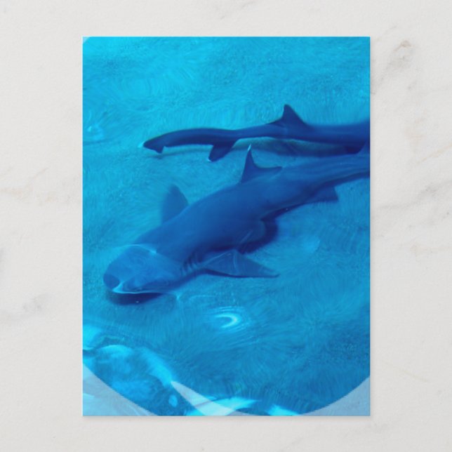 Shark Pair Postcard (Front)