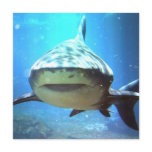 Shark Photo Invitation