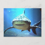 Shark Postcard
