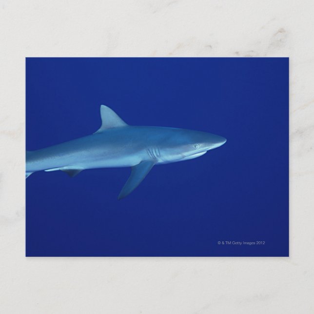 Shark Postcard (Front)