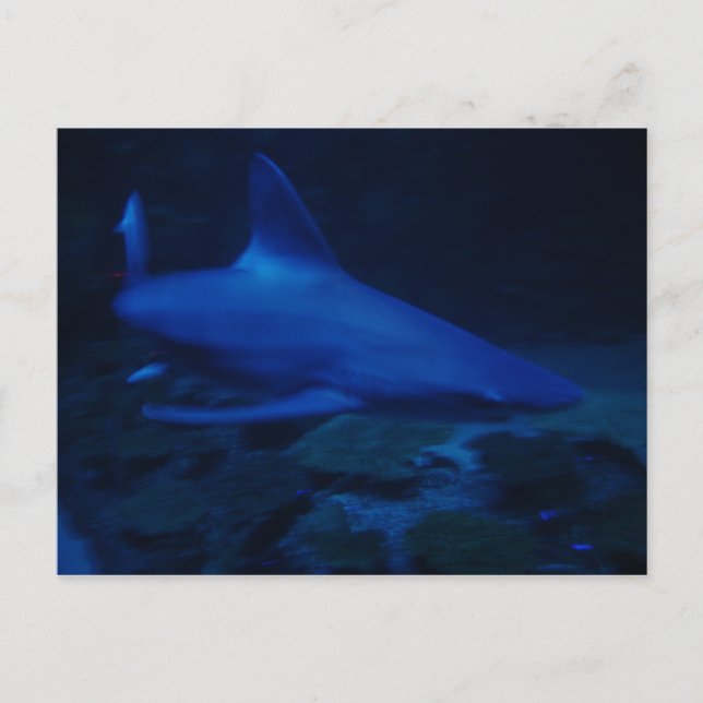 Shark Postcard (Front)
