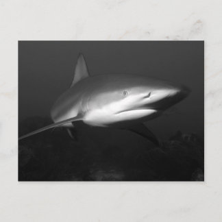 Shark Postcard