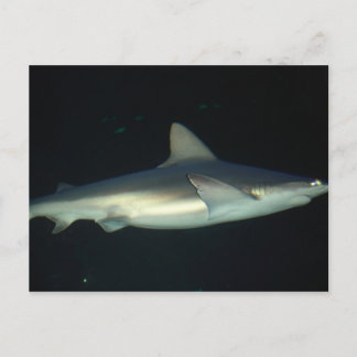 Shark Postcard
