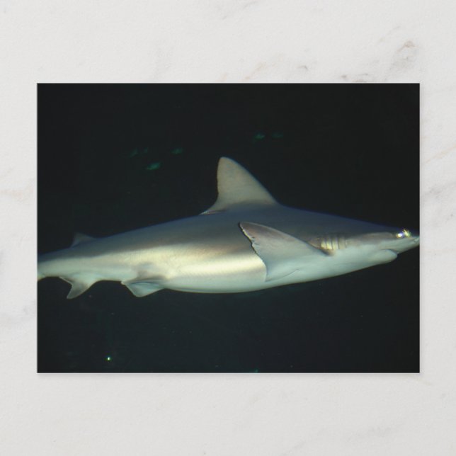 Shark Postcard (Front)