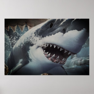 Shark Poster