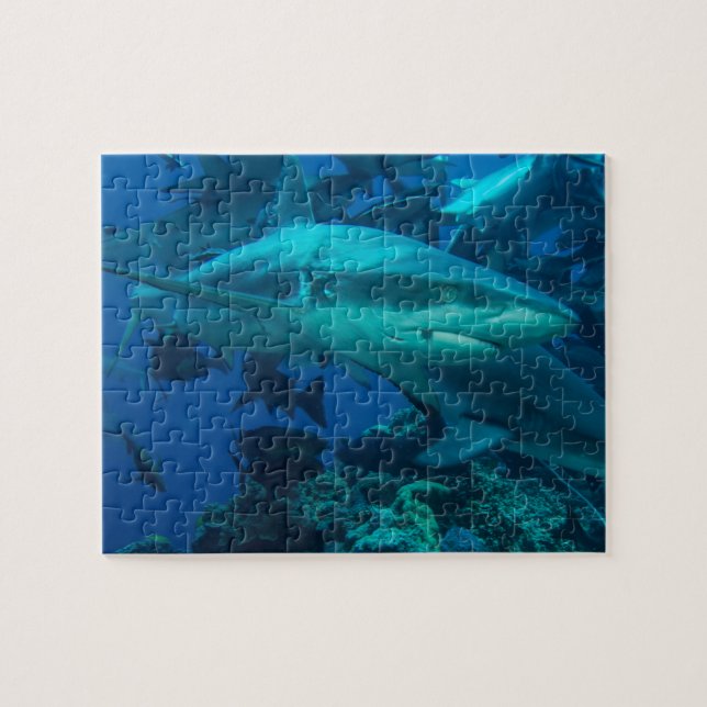 Shark Puzzle 2 (Horizontal)