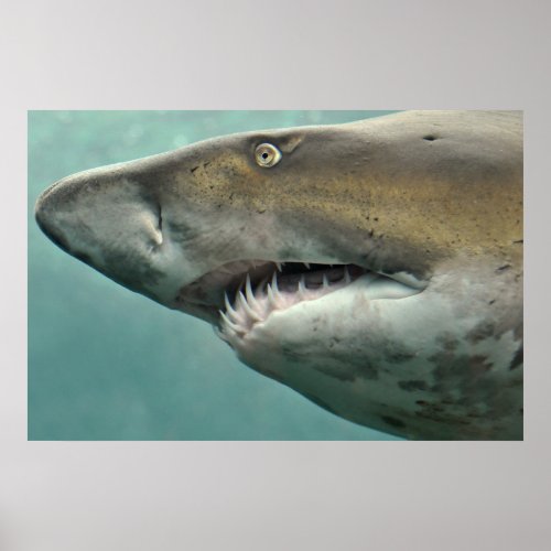Shark Rows of Teeth  poster