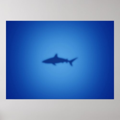 Shark silhouette poster