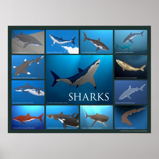 Shark Species Poster | Zazzle.com