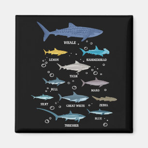 Shark Species Shark Faces Marine Biology Magnet