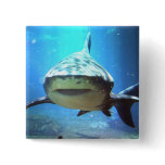 Shark Square Pin