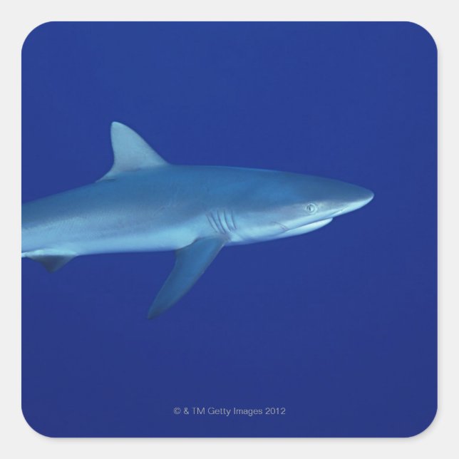 Shark Square Sticker (Front)