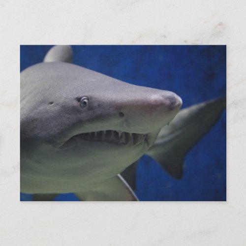 Shark Stare Shark Swimming Face Closeup Postcard