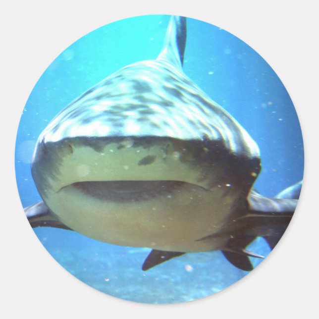 Shark Stickers (Front)