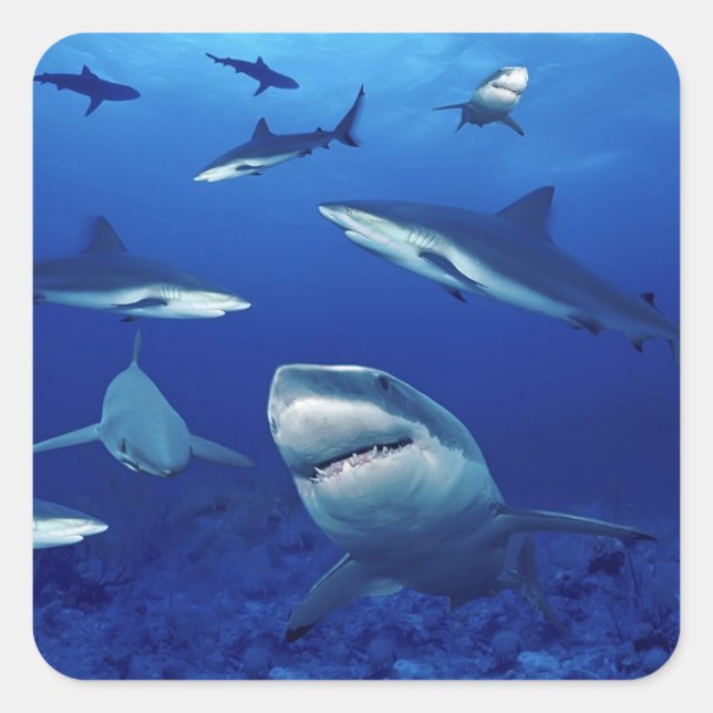 Shark Stickers (Front)