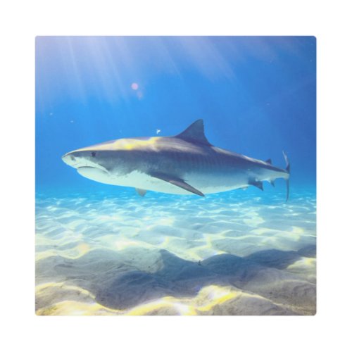 Shark Swimming Blue Ocean Water Metal Print