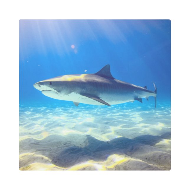 Shark Swimming Blue Ocean Water Metal Print (Front)