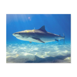 Shark Swimming Blue Ocean Water Postcard
