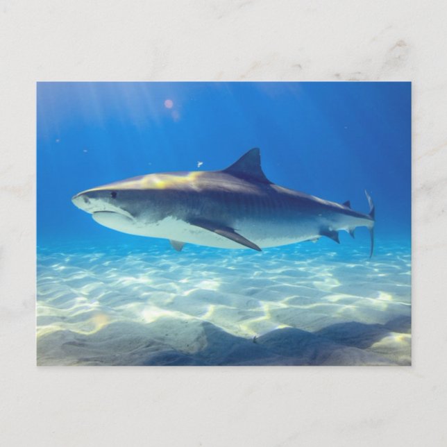 Shark Swimming Blue Ocean Water Postcard (Front)